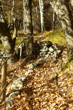 Waldweg mit Geländer und Steinmauer